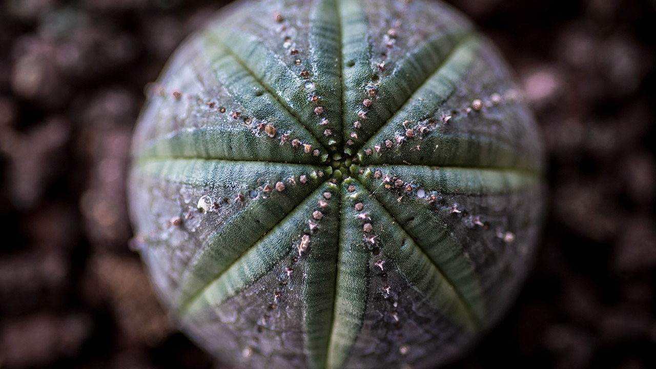 Green and purple bigeye spurge