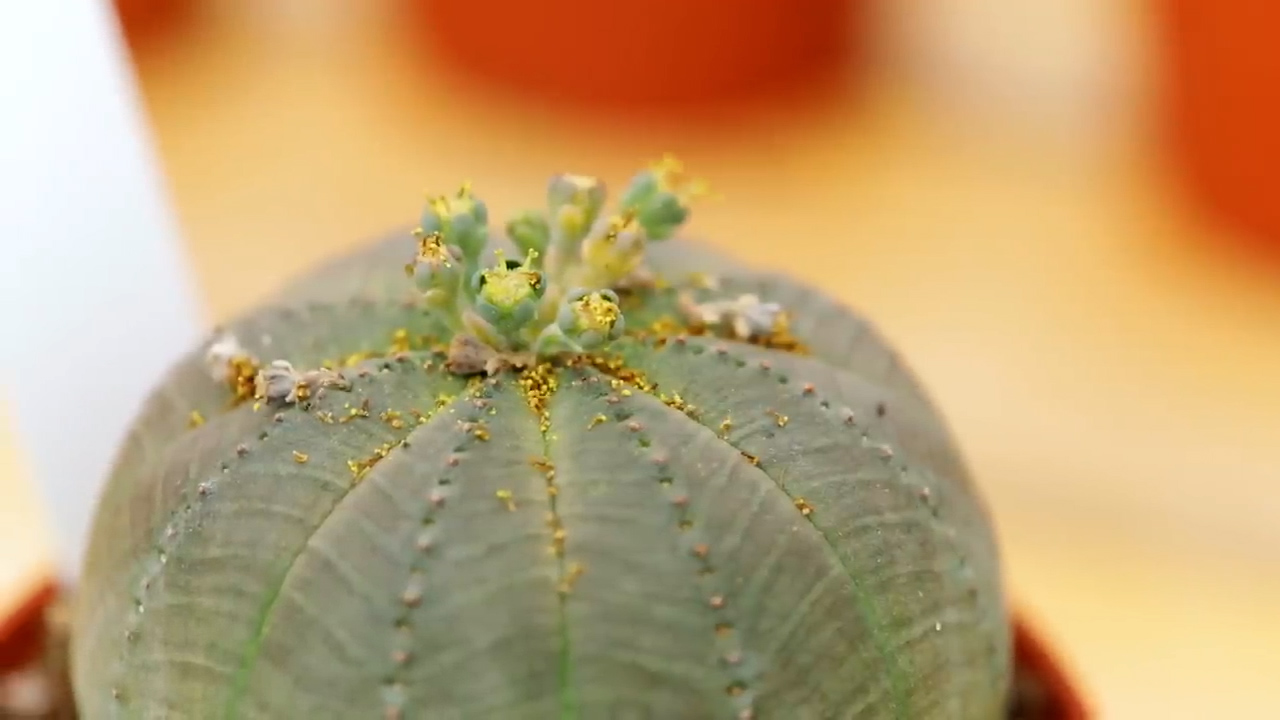 Euphorbia obese male