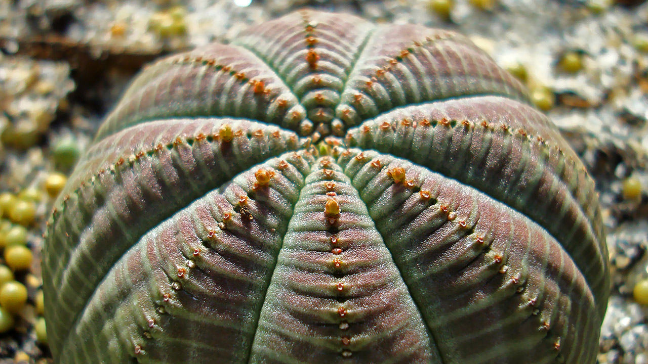 Euphorbia obese with a more bronze colour