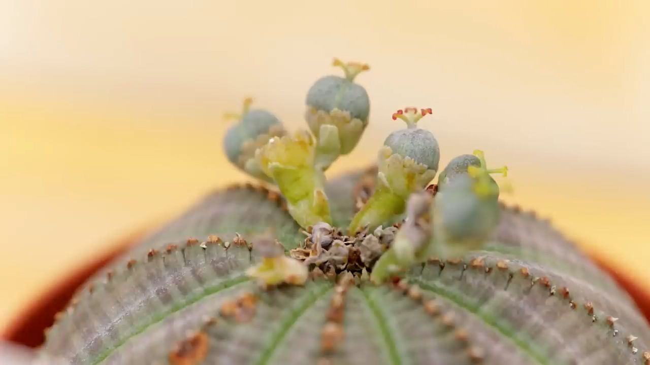 Euphorbia obese female