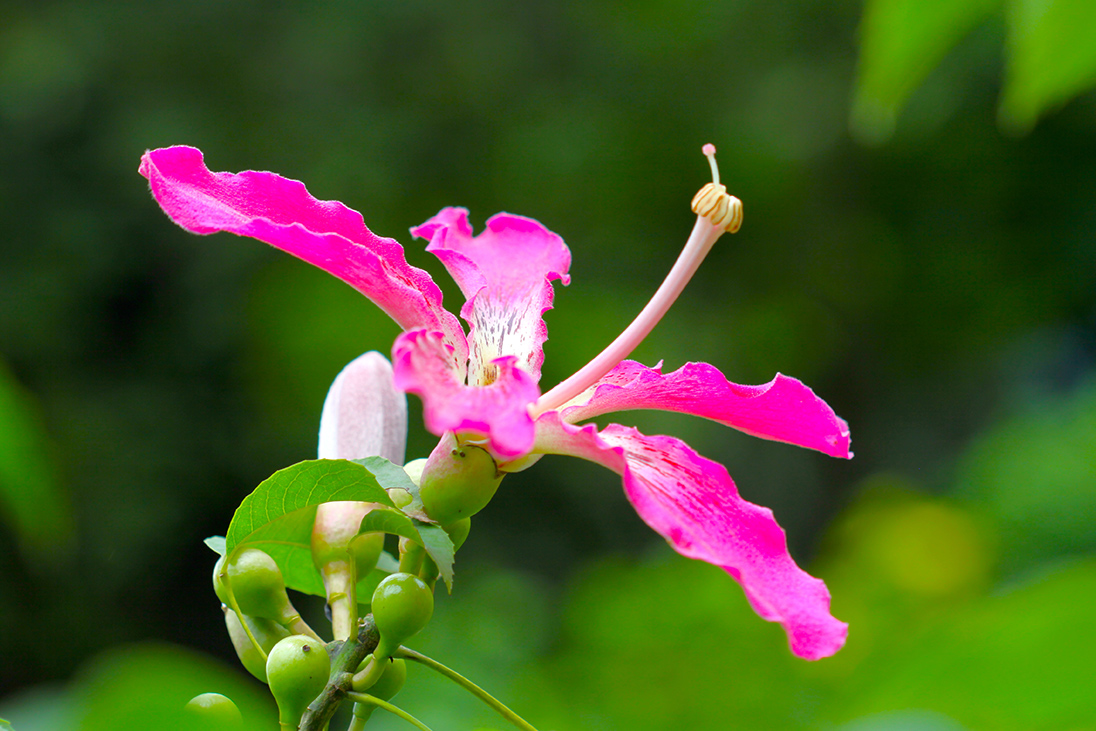 Ceiba speciosa flower, characterized by a beautiful intense pink streaked with yellow