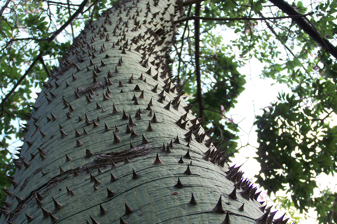 Thorny trunk of Ceiba speciosa, the many thorns are scattered along the trunk, protecting the plant 