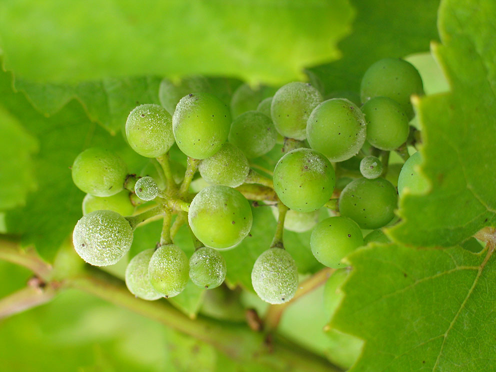 Bunch of green grapes on which you can see the presence of a white powder, a manifestation of powdery mildew