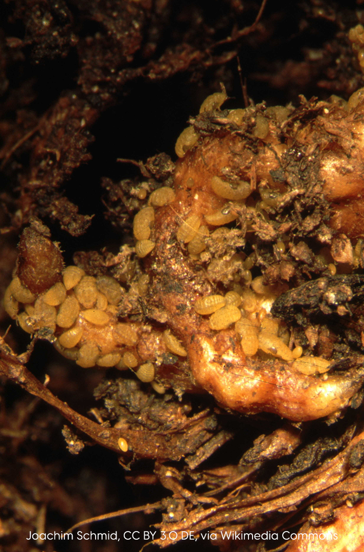 Phylloxera infestation, the insects are very small but present in large numbers