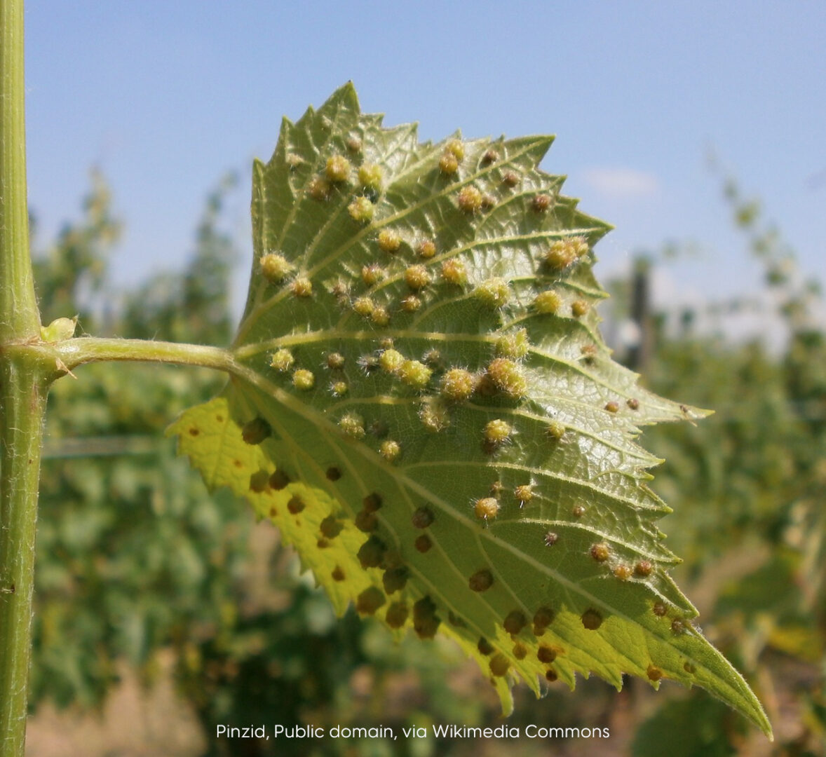 Small bumps on living leaves called galls, caused by phylloxera infestations
