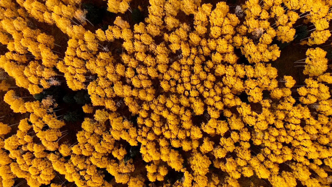 View from above of the Pando expanse, the trees are dense and have golden leaves