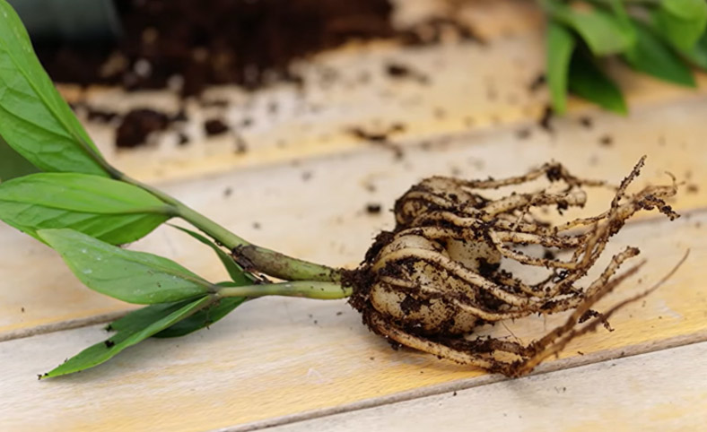 Two fleshy tubers of Zamioculcas