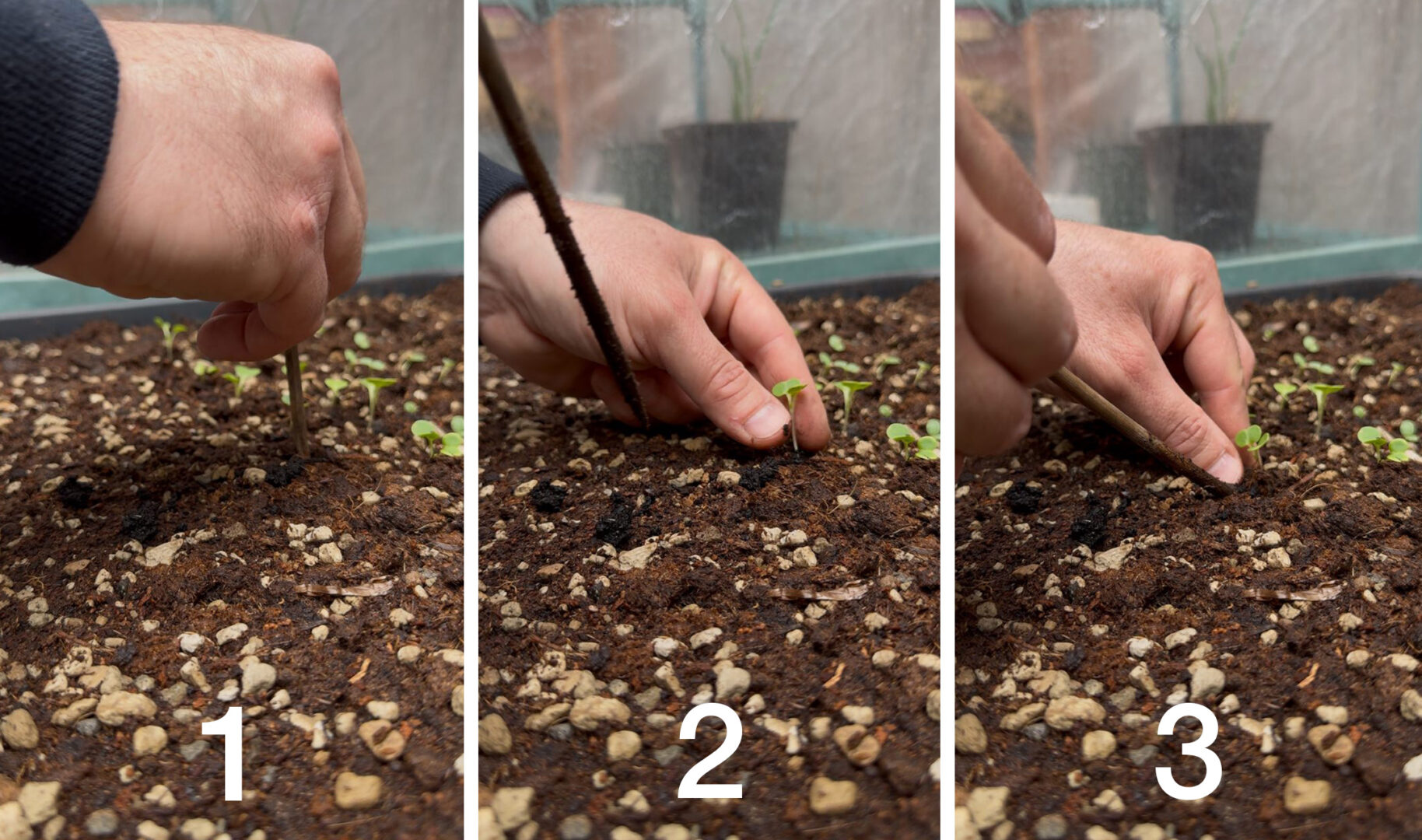 3 phases of staking the seedlings, you can see the two leaflets called cotyledons