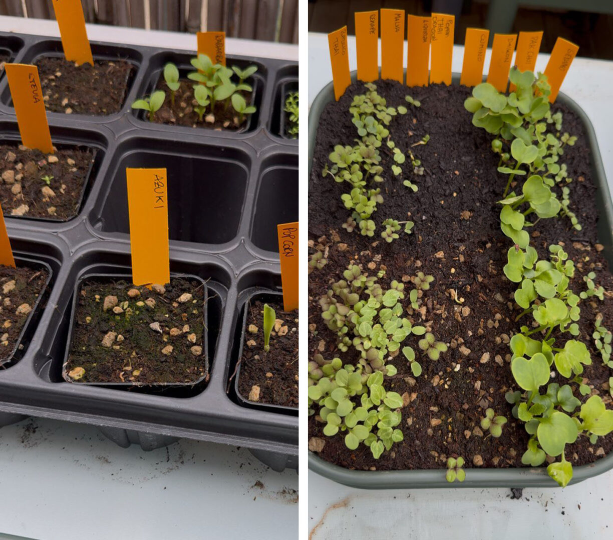 Seeds sprouted in the seedbed on 19/4