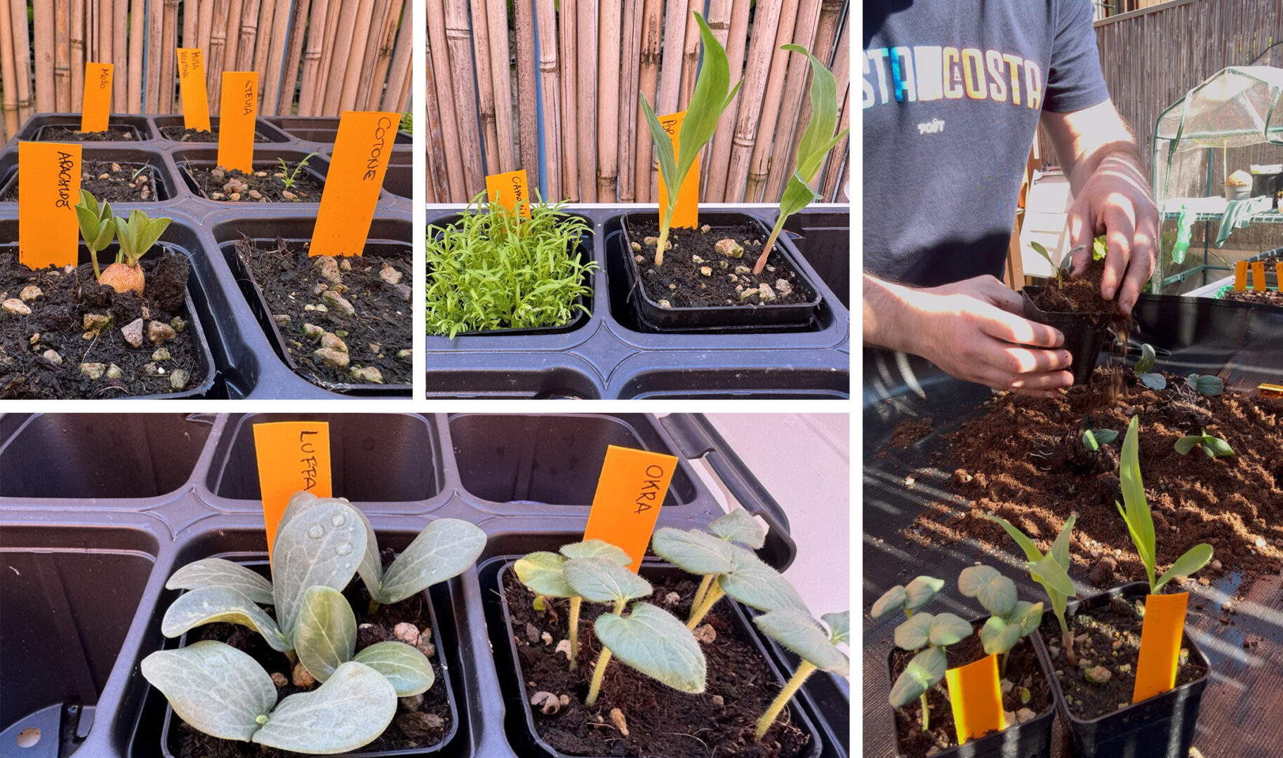 Here are the plants starting to take shape! On the right the repotting of the loofah
