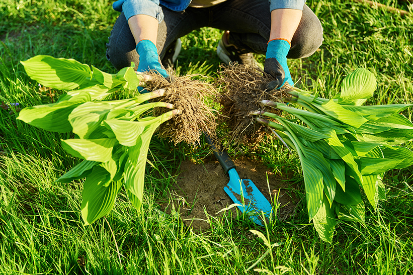 Hosta plant during division of the tufts
