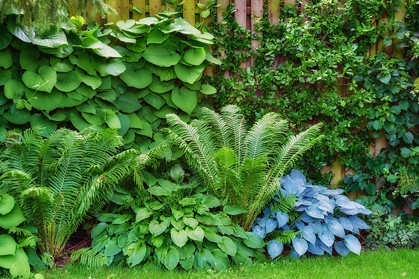 Hosta in open ground along with other plants