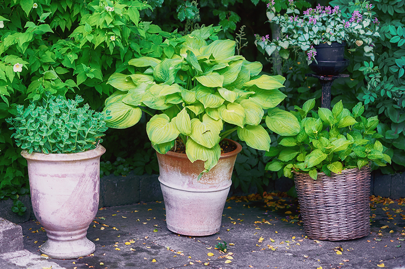 Hosta plant in pot, placed between 2 other plants