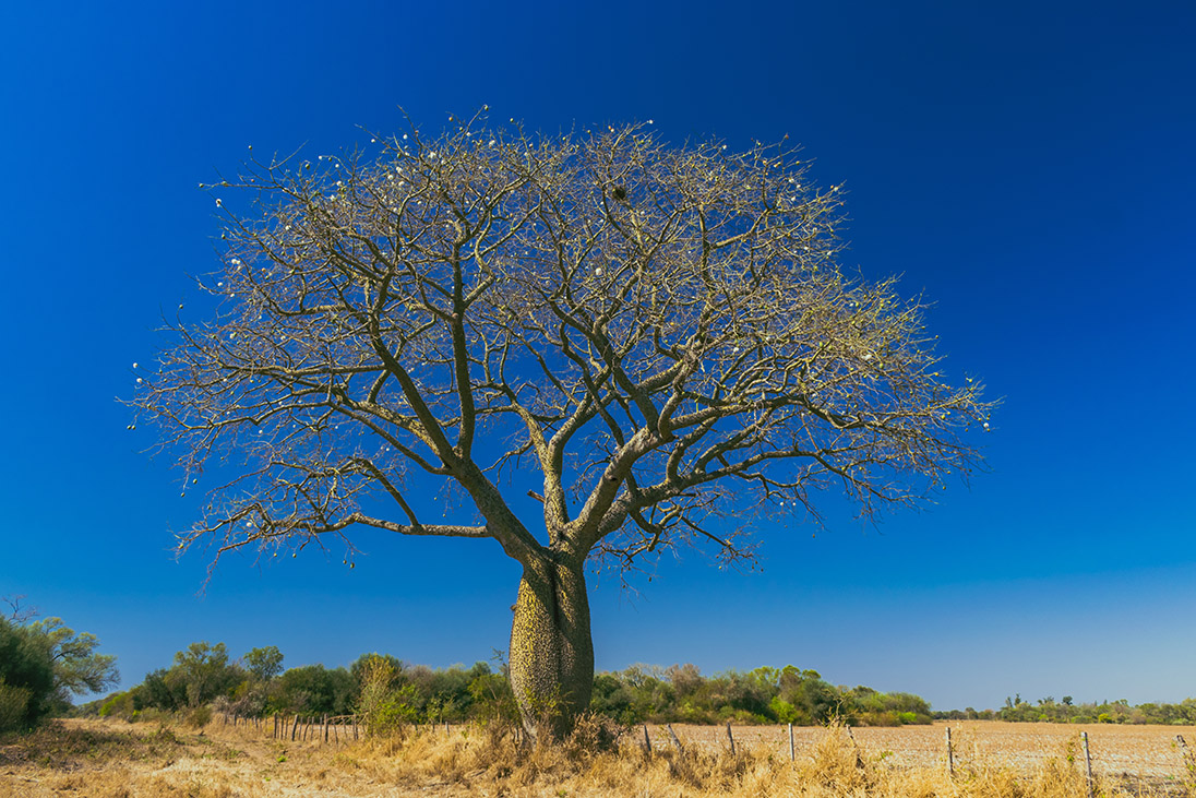 Large Ceiba speciosa tree in nature and very branched