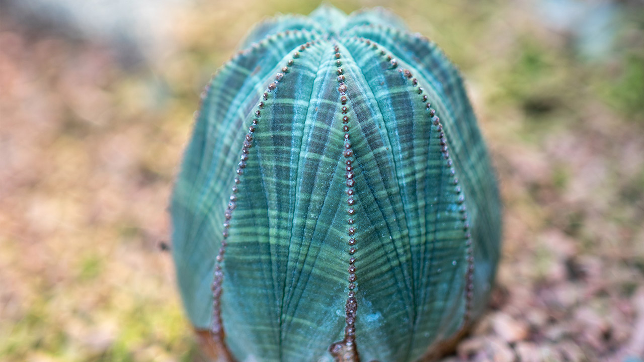 Obese euphorbia with an elongated shape
