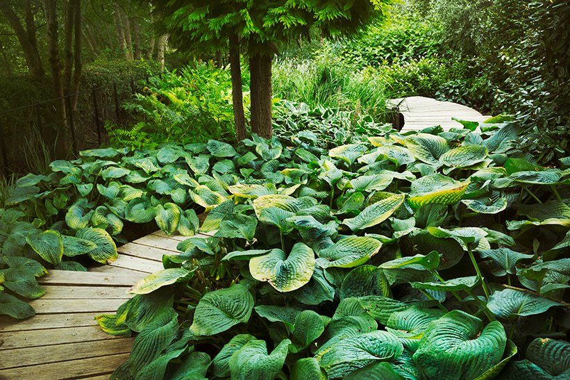 Expanse of Hostas in nature