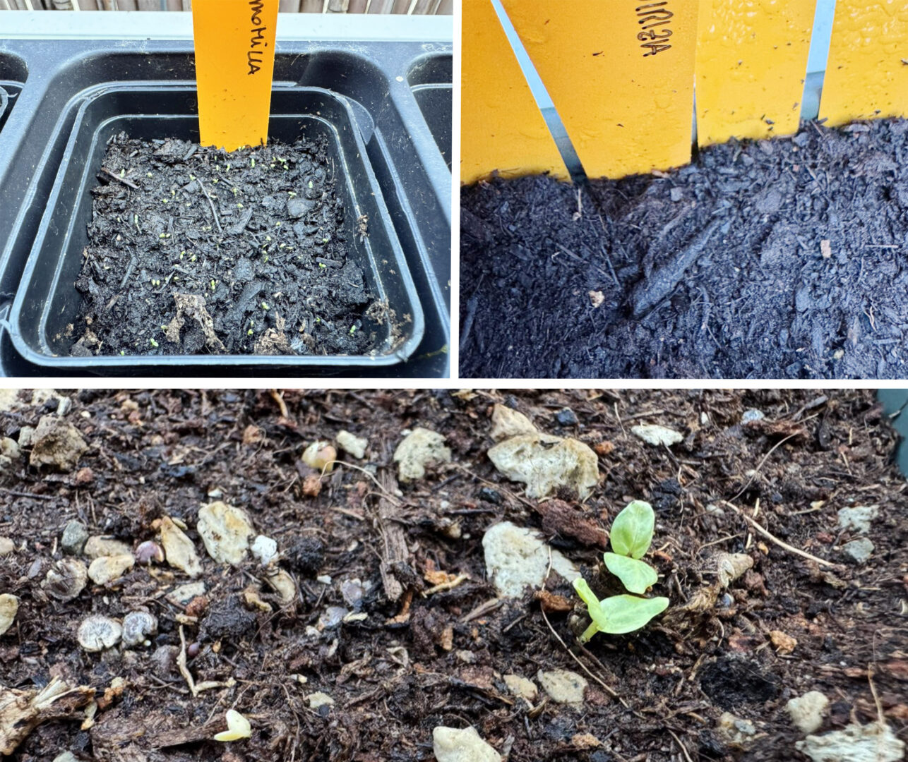 Seeds that have emerged from the ground are still barely visible, small shoots and some small leaves can be seen emerging from the substrate