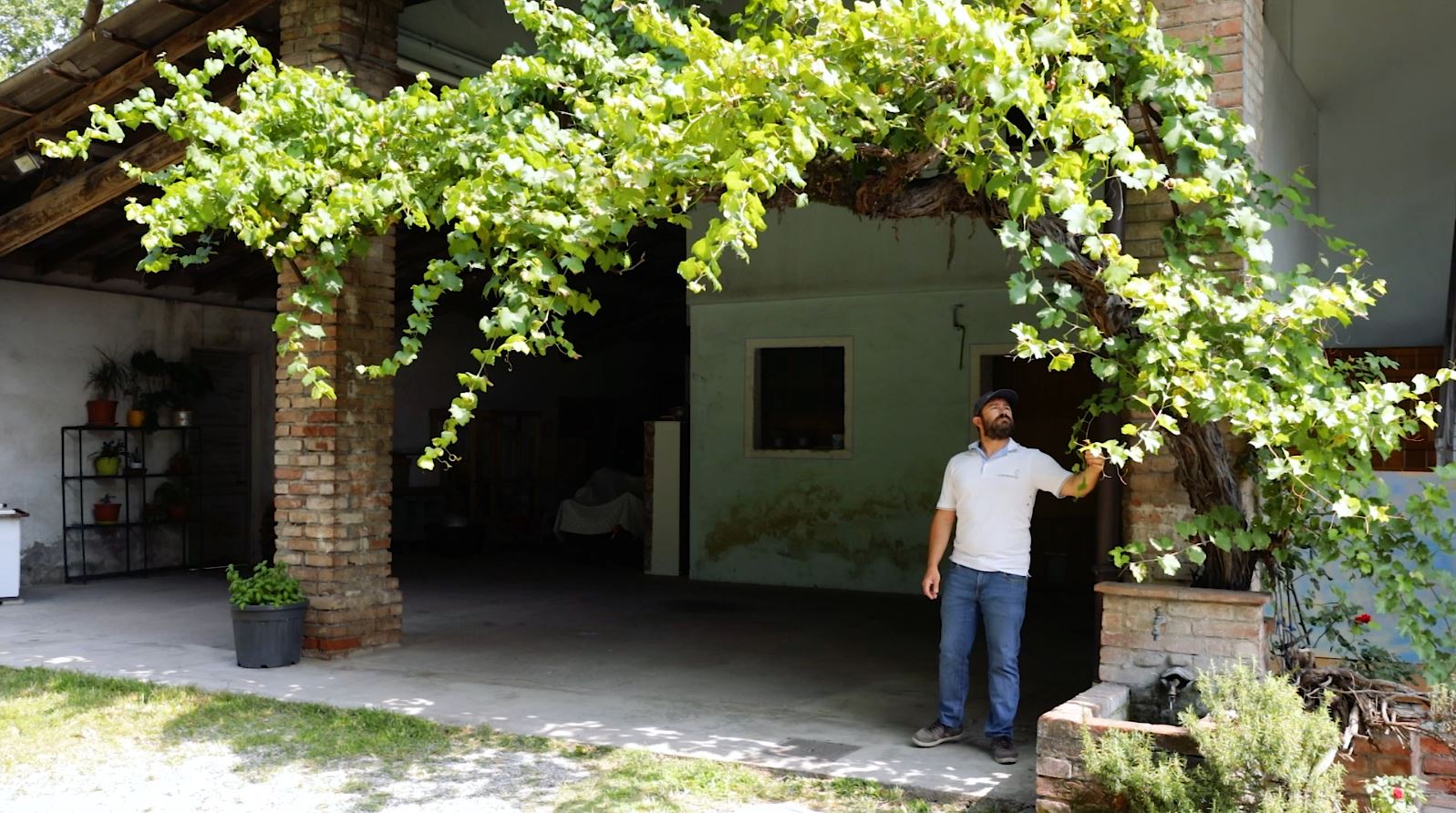 Farmhouse vine, a large plant that takes up the entire pergola