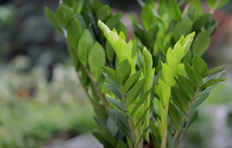 Upper part of a Zamioculcas plant with beautiful bright green leaves