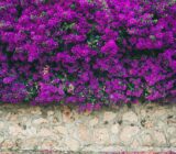 care and maintenance » Le Georgiche Nurseries