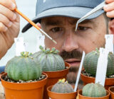 Euphorbia obesa, care and cultivation from A to Z