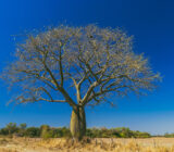 Ceiba speciosa, the drunken tree – Sale Plants Online