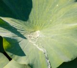 3 + 1 Plants with ‘mercury effect’ (Lotus effect)