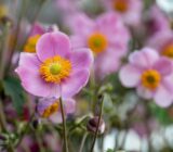 Anemones, let’s make the flowers of the wind bloom