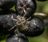 Black plant bugs: how to eliminate them