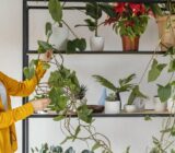 Decorating a wall with plants: creative ideas