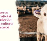 Easter symbols specific to Romanian culture