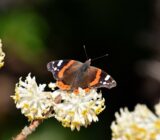 Edgeworthia chrysantha, the curious knot plant