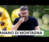 Mountain Banana (Asimina triloba): how to grow it and enjoy its rare fruits