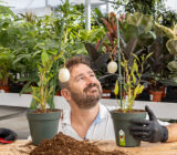 Pepino melon plant: how to grow Solanum muricatum