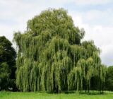 The Weeping Willow, the tree with the bowed head