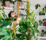 how to insert it correctly » Online Plant Sale