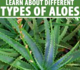 Aloe plant types: varieties and uses