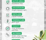 Ficus elastica: Robusta, Tineke, Abidjan, Belize. Care, pruning and propagation!